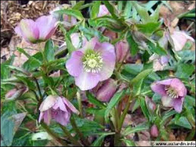 L'Helleborus orientalis ou "rose de Noël" tolère-t-elle un sol un peu acide ?