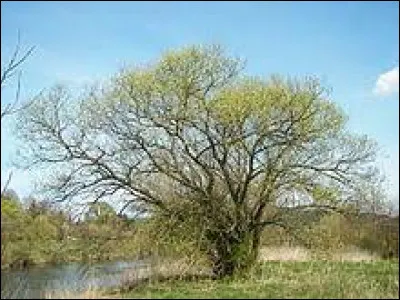 D'où vient l'osier ?