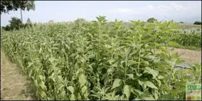 Le topinambour vient...