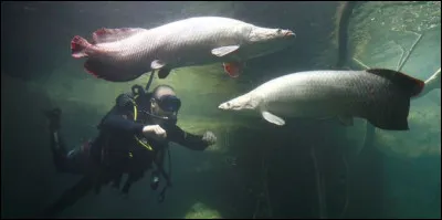 On va terminer avec l'un des plus gros poissons d'eau douce du monde, retournons en Amérique du Sud, particulièrement gâtée par la nature !