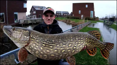 Sinon, vous avez toujours le choix de rester en Europe et de pêcher ce genre de monstre !