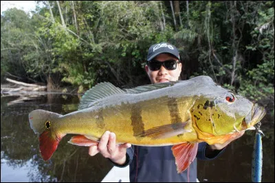 Vous pouvez le leurrer aussi bien en Amérique du Nord qu'en Amérique du Sud !