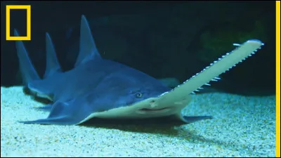 Il y a longtemps que je connais ce poisson, mais la première fois que je l'ai découvert, j'étais ... scié !