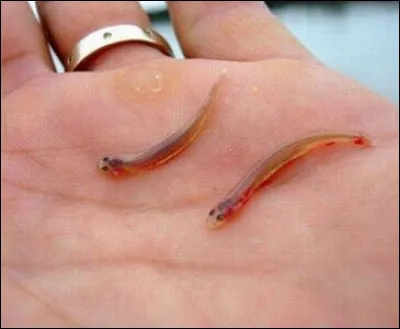 Lui, c'est le candiru, vous ne le prendrez pas à la ligne, par contre vous pouvez le prendre avec autre chose, mais je ne suis pas sûr que ça va vous plaire !