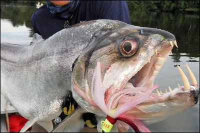 Il aurait mérité de naître en Transylvanie, mais non, lui aussi hante le fleuve Amazone !