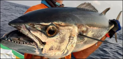 S'il n'était pas marin, on pourrait penser que ce poisson a fauté avec la femelle du précédent !