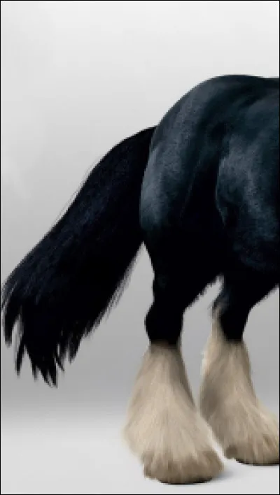 Qui est ce cheval ?