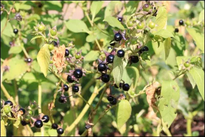Botanique : quelle plante toxique à baies noires est appelée cerise du diable ou herbe empoisonnée ?