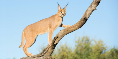 Animaux : quel félin vivant en Afrique et au sud-est de l'Asie est surnommé lynx du désert ?