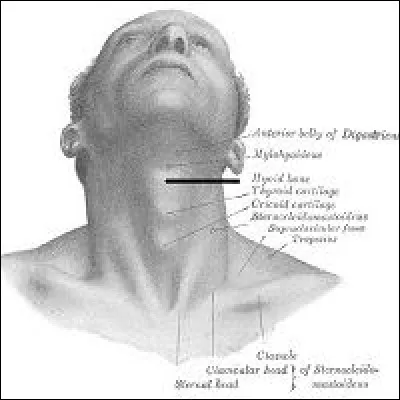 Sciences : quelle est la particularité de l'os hyoïde ?