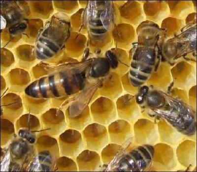 Qui, dans les ruches d'abeilles, s'occupe de la ponte ?