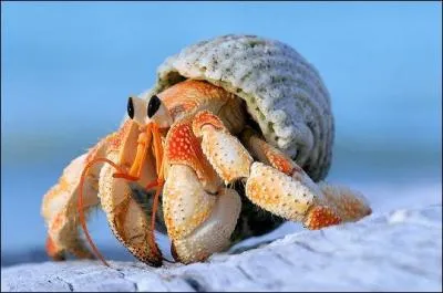 Qu'est-ce que le bernard-l'ermite ?