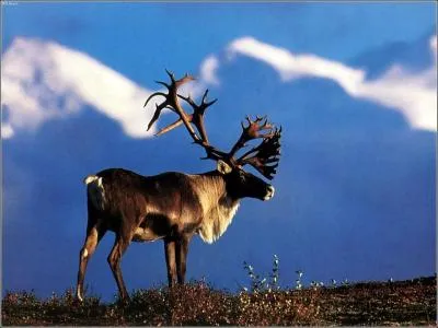 Qu'est-ce que le caribou ?