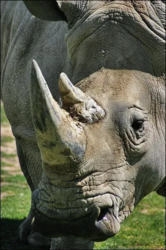 Le rhinocros africain :