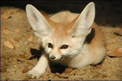 O rencontre-t-on le fennec ?