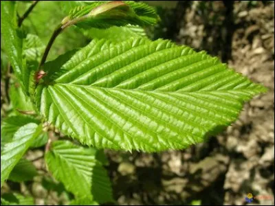"Se porter comme un charme" signifie...