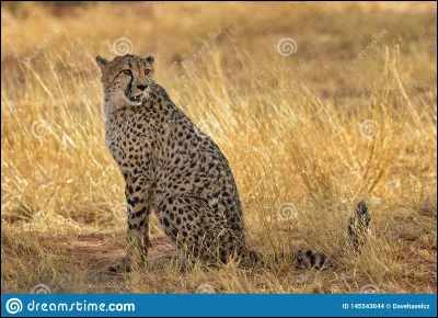 Quel est le pire défaut qu'a ton petit ami ?