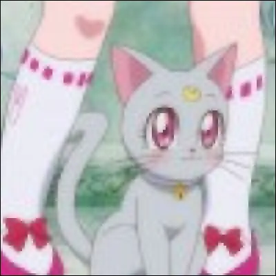 Comment s'appelle ce chat ?