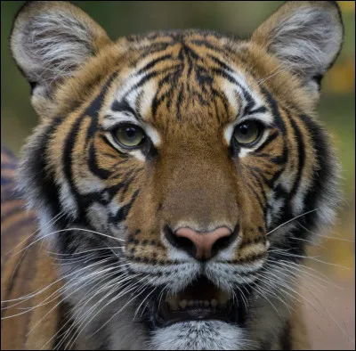 Quel est ton animal préféré ?