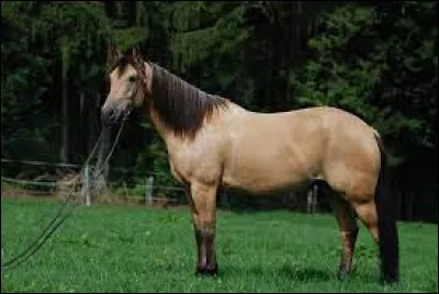 Quelle est la robe de ce magnifique cheval aux crins noirs et à la robe beige ?
