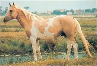 Quelle est la robe de ce magnifique cheval tacheté brun et blanc ?