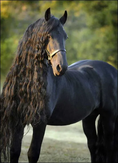 Ce magnifique cheval noir aux crins frisés est un...