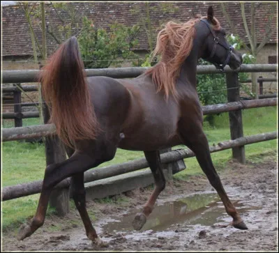 Quelle est la robe de ce magnifique cheval marron foncé ?