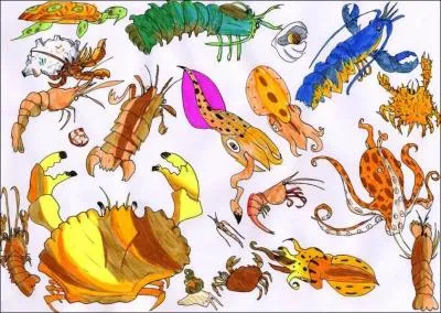 Quel crustac nage en arrire ?