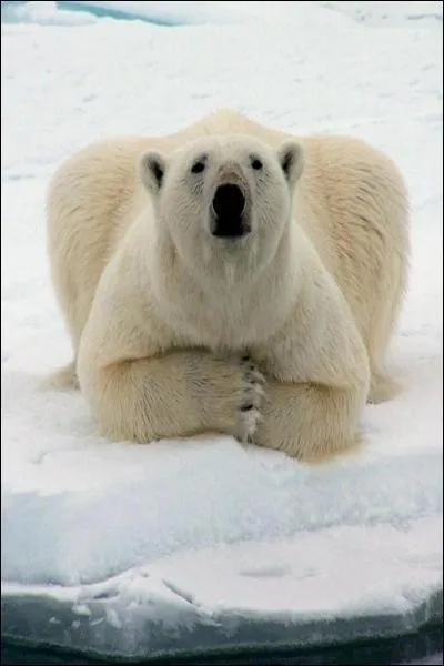 Quel poids peut atteindre l'ours blanc adulte ?