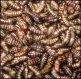 Lequel de ces animaux n'est pas insectivore ?