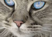 Quiz Les chats