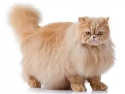 Quelle est cette race de chat ?