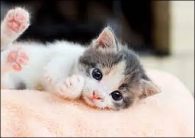 Comment appelle-t-on le petit du chat ?