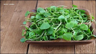 Quelle est cette plante, délicieuse, en salade ?