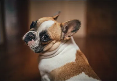 Ce beau bouledogue est un bouledogue...