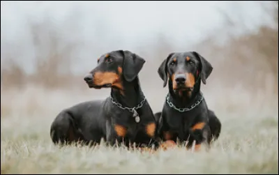 Quelle est la race de ces chiens ?