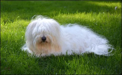 &Agrave; quel type de bichon appartient Bijou ?