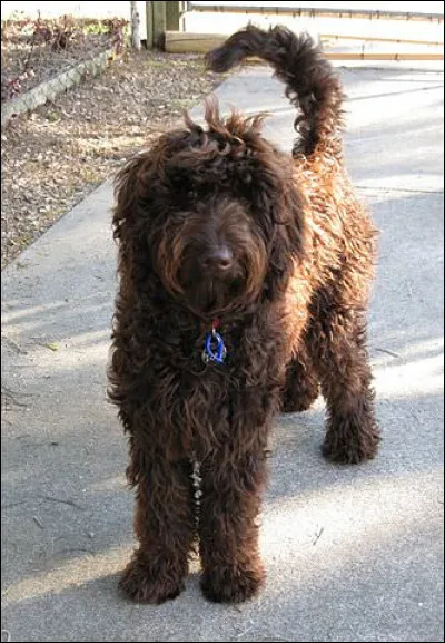 Le labradoodle est le croisement d'un...
