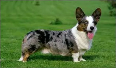 Quelle est la race de chien pr&eacute;f&eacute;r&eacute;e de la reine &Eacute;lisabeth II ?