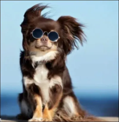 Quelle est ton animal préféré ?