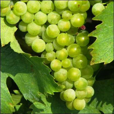 Quel raisin de table fran&ccedil;ais fait l�objet d�une AOC et d�une AOP ?