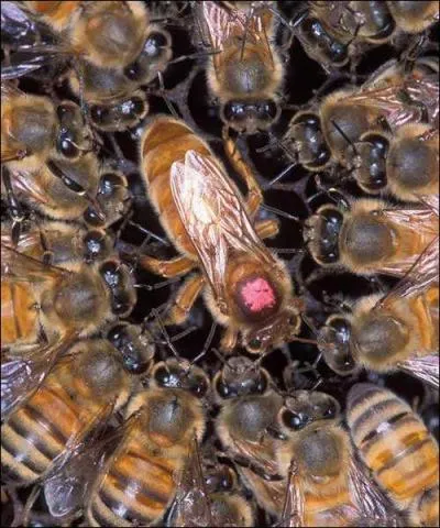 Lorsqu'une deuxime reine apparat dans une ruche d'abeilles, que se passe-t-il ?