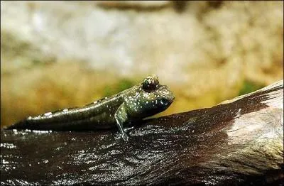 Le priophtalme est un :