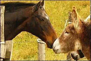Comment s'appelle le produit du croisement entre un cheval et une nesse ?