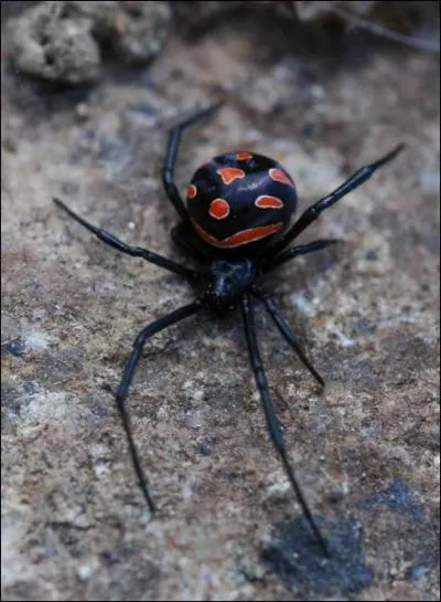 Une de ces araignes peut tre mortelle pour l'homme. Laquelle ?
