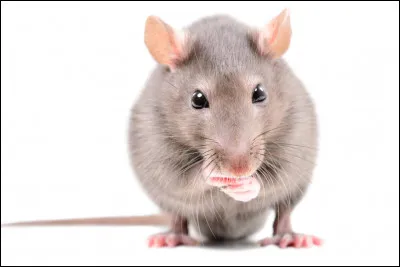 À quoi sert leur queue ?