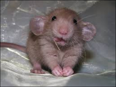 Les rats sont-ils propres ?