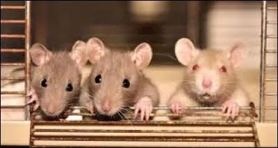 Comment sont les rats ?
