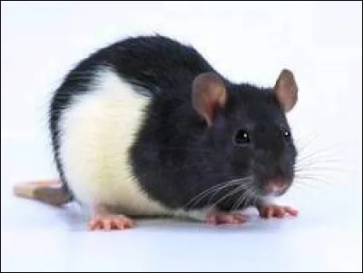 Quelle est leur durée de vie ?