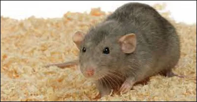 Quelle est la meilleure litière ?